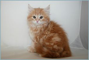 Male Siberian Kitten from Deedlebug Siberians